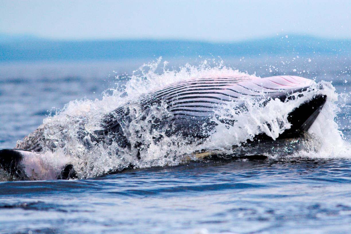 Iconic species protected by marine designations | NatureScot